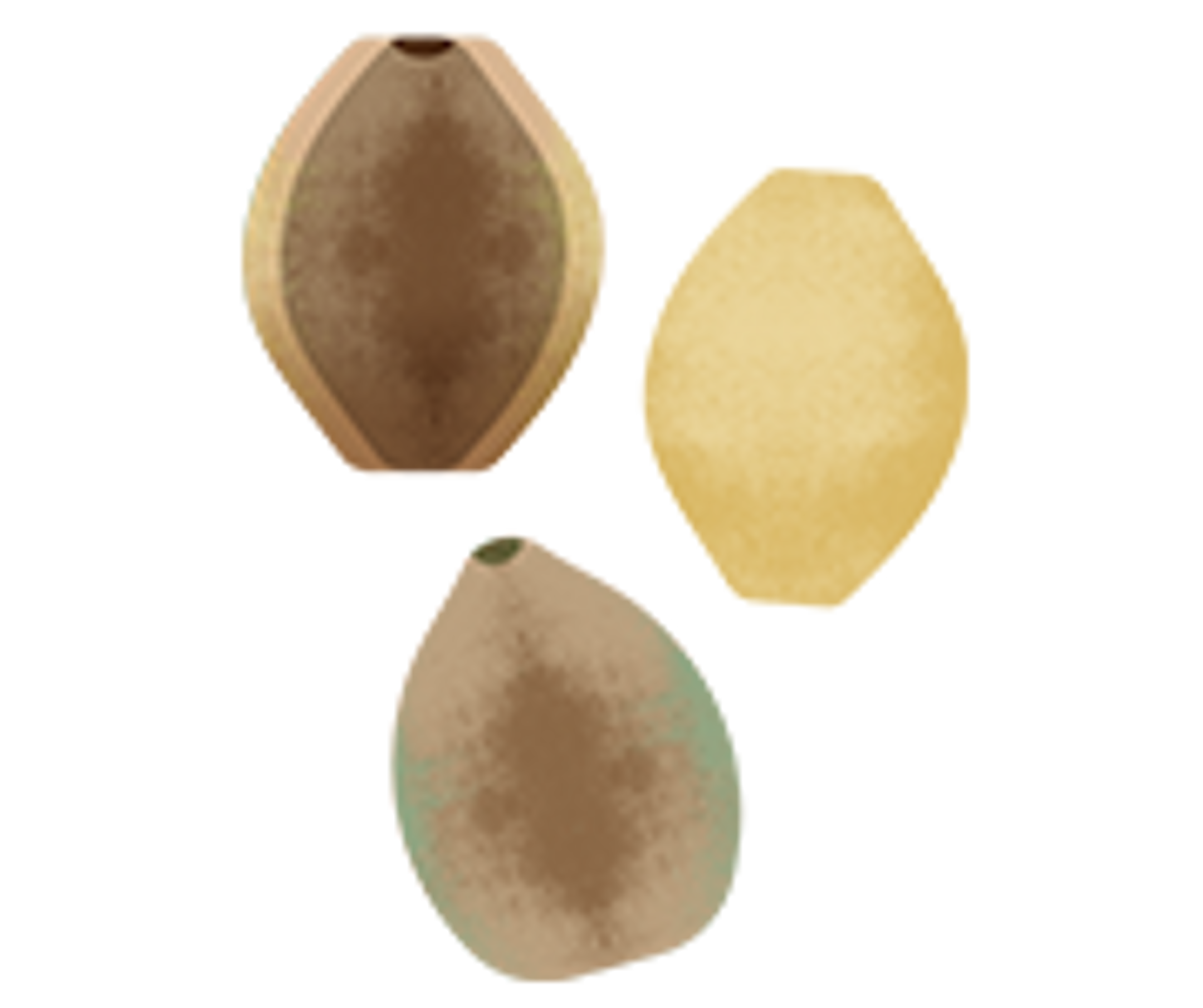 an illustration of hemp seeds