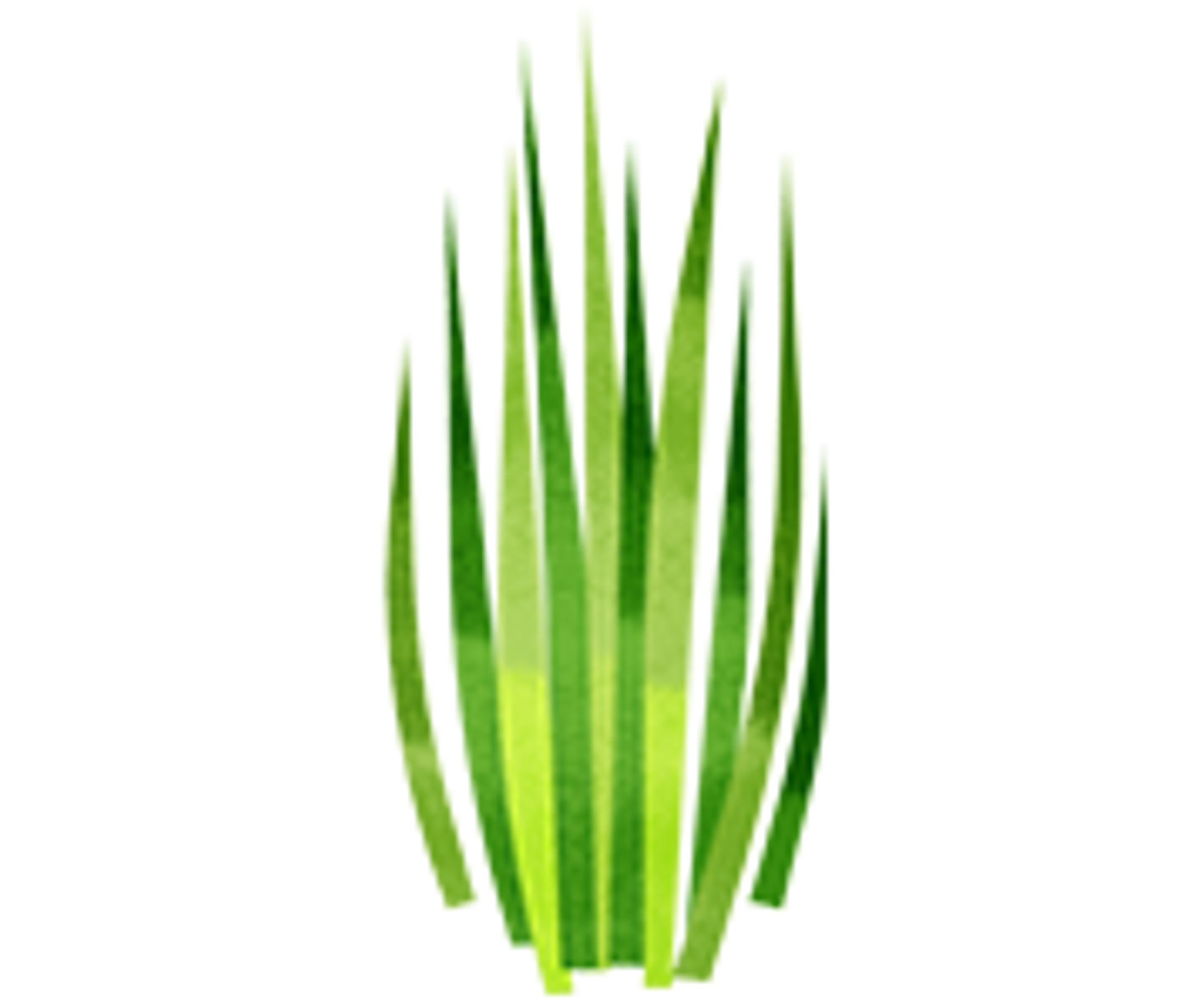 an illustration of wheatgrass