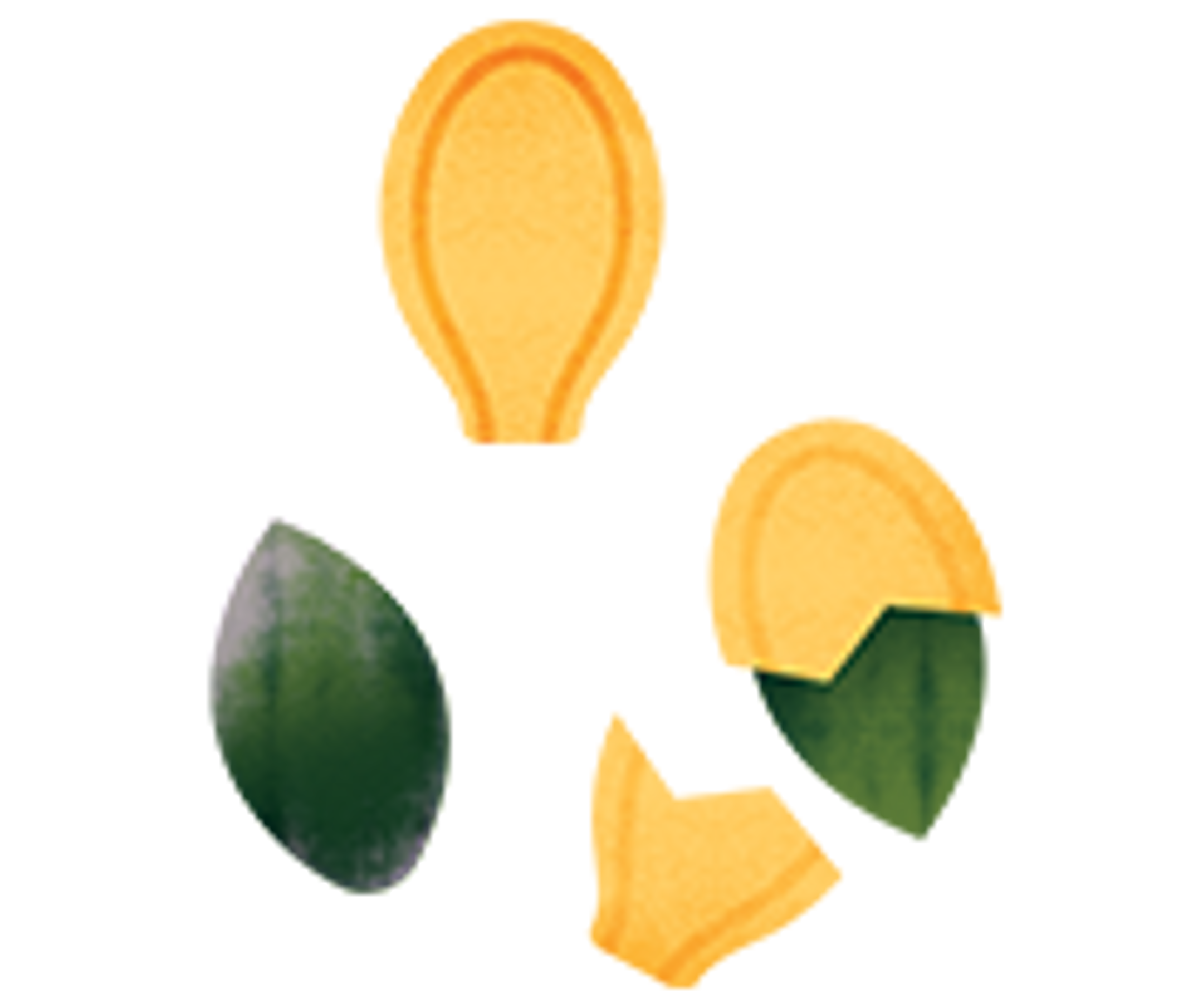 an illustration of pumpkin seeds