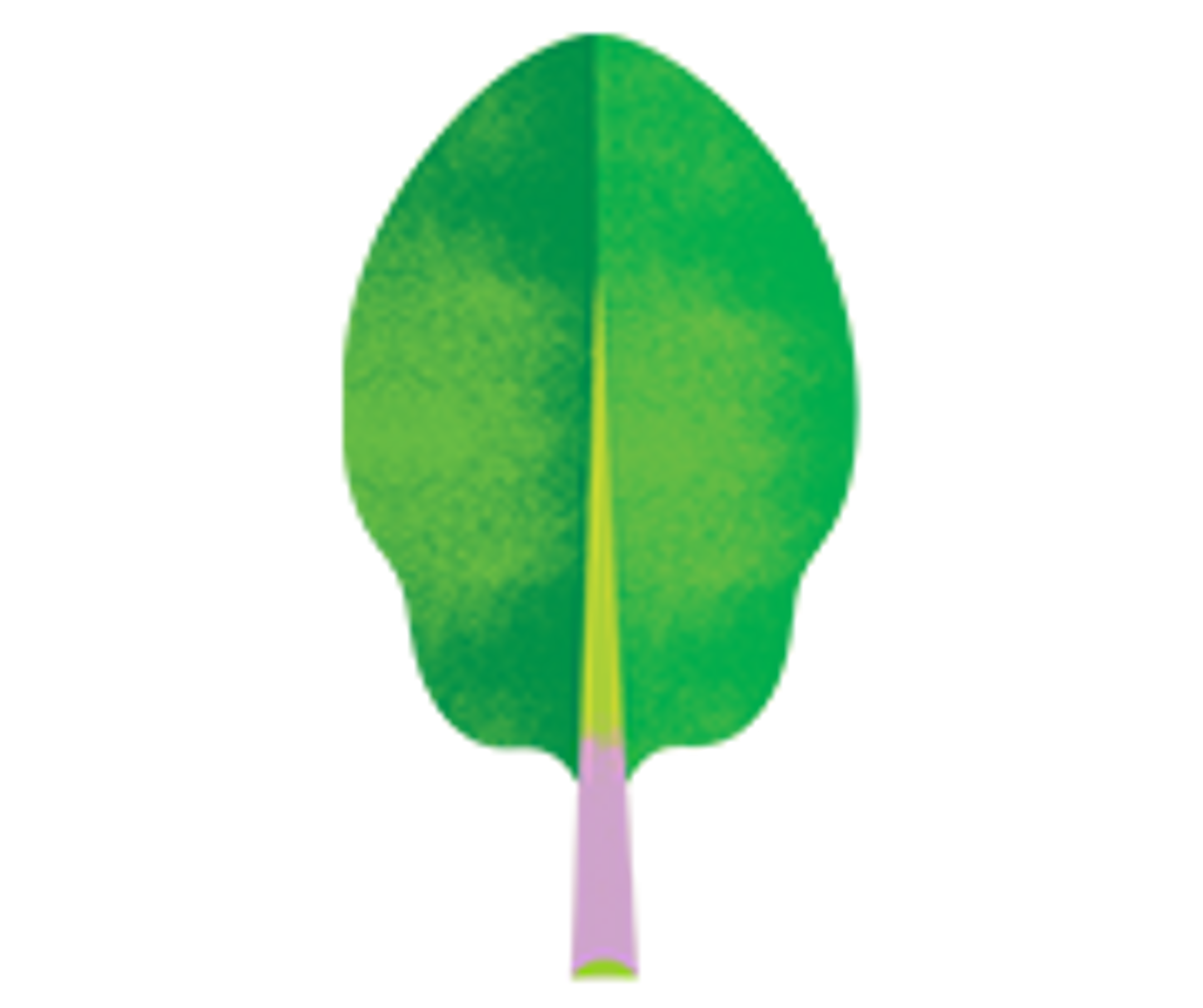 an illustration of spinach