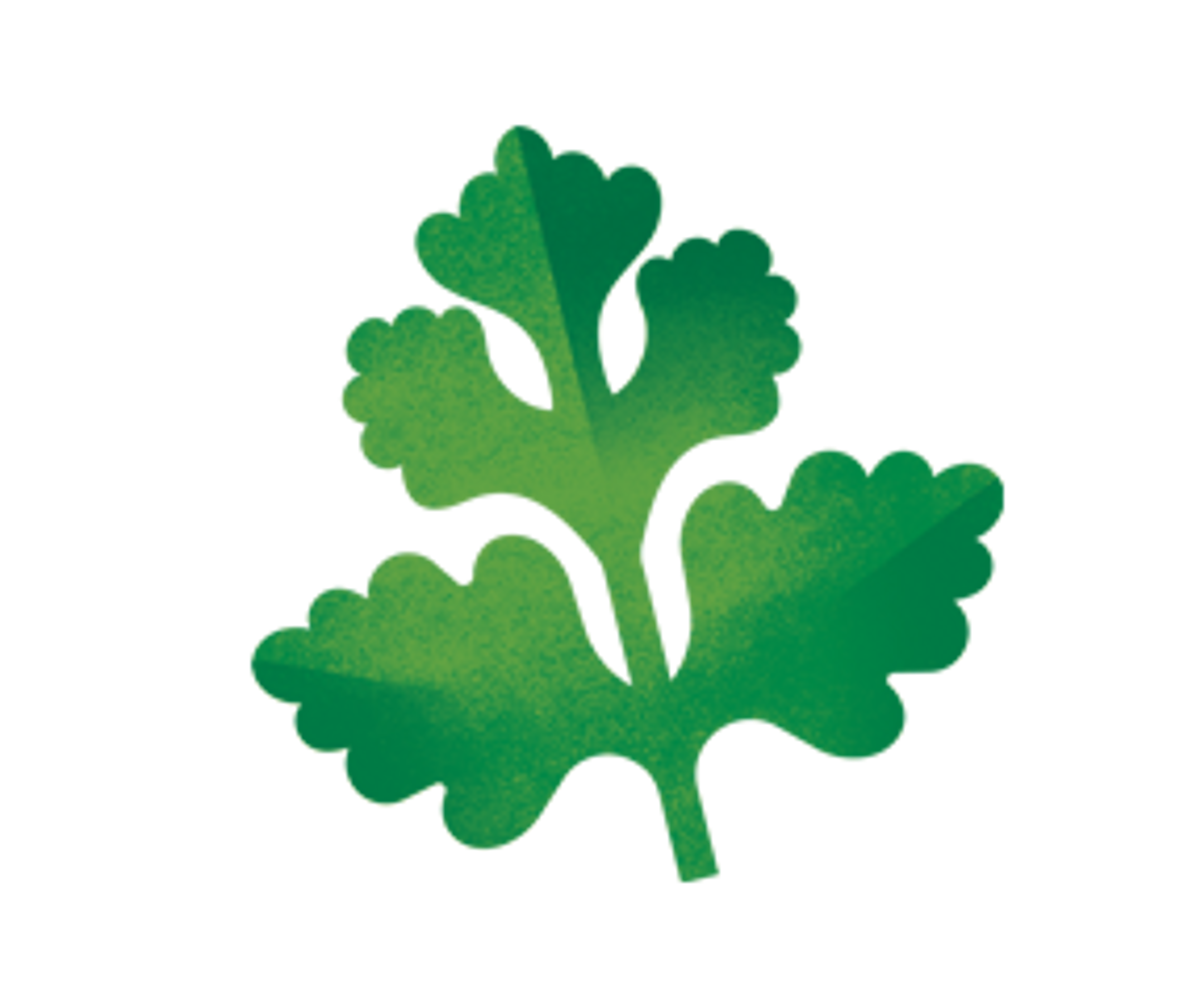 an illustration of cilantro