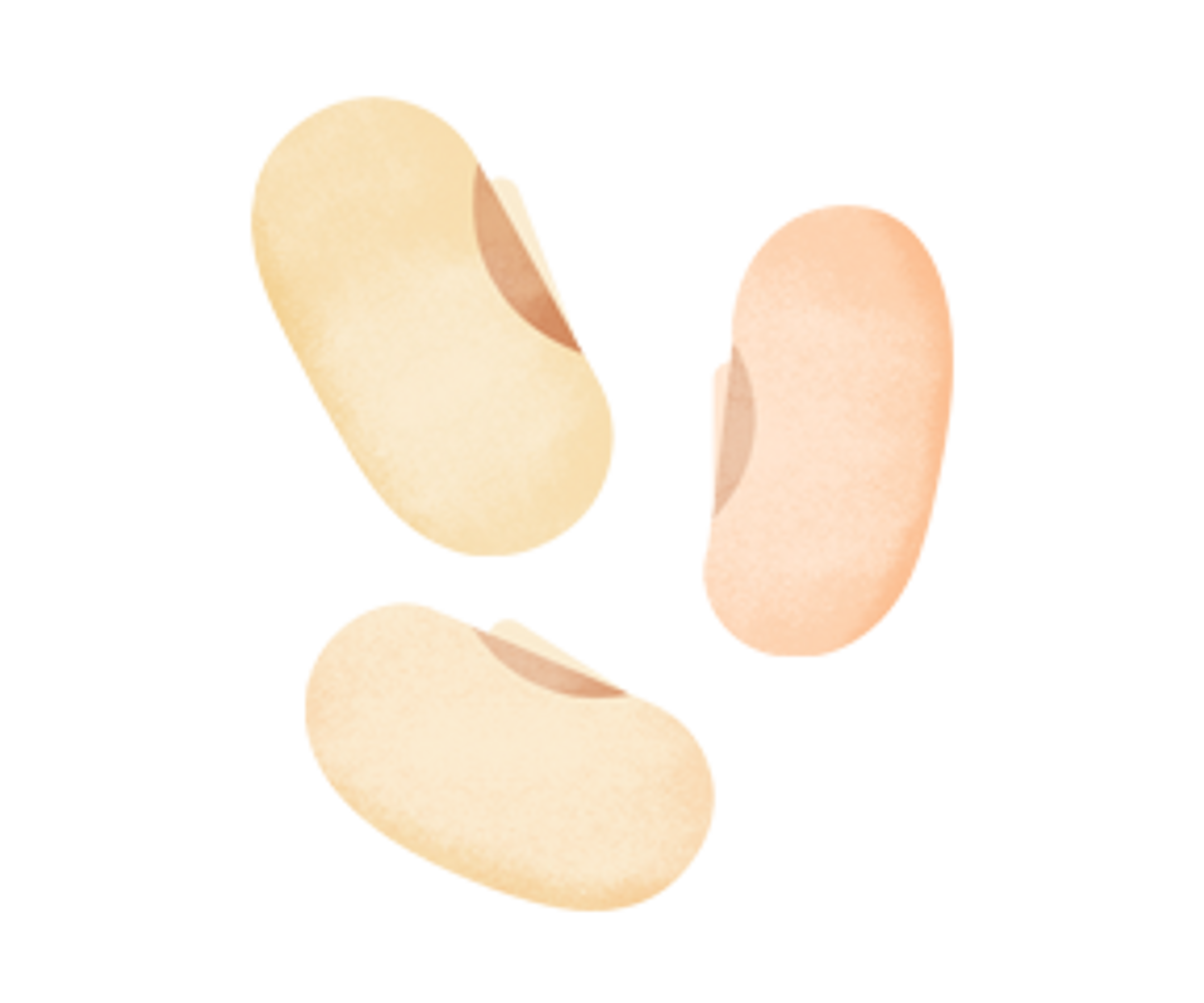 an illustration of navy beans