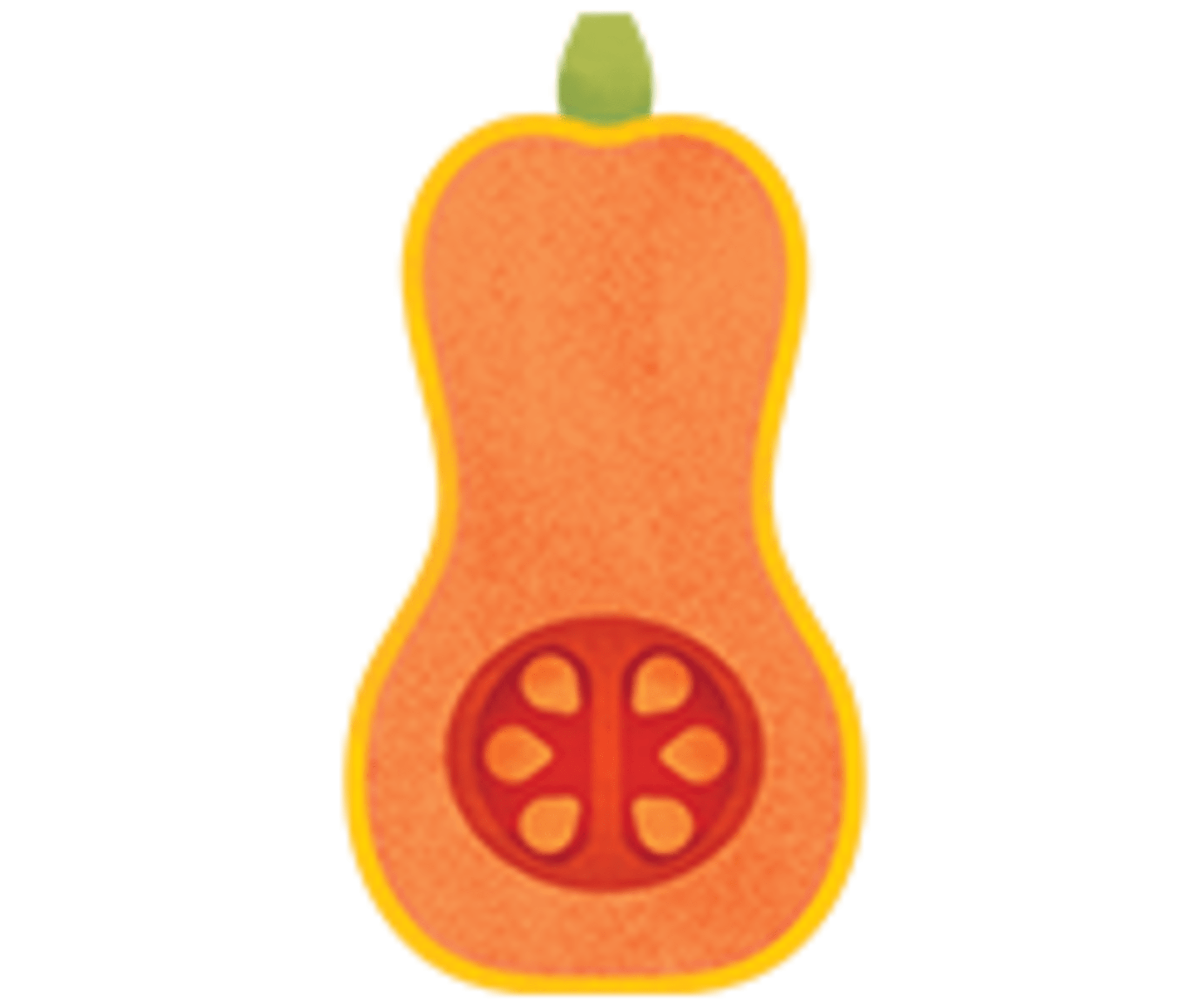 an illustration of a butternut squash