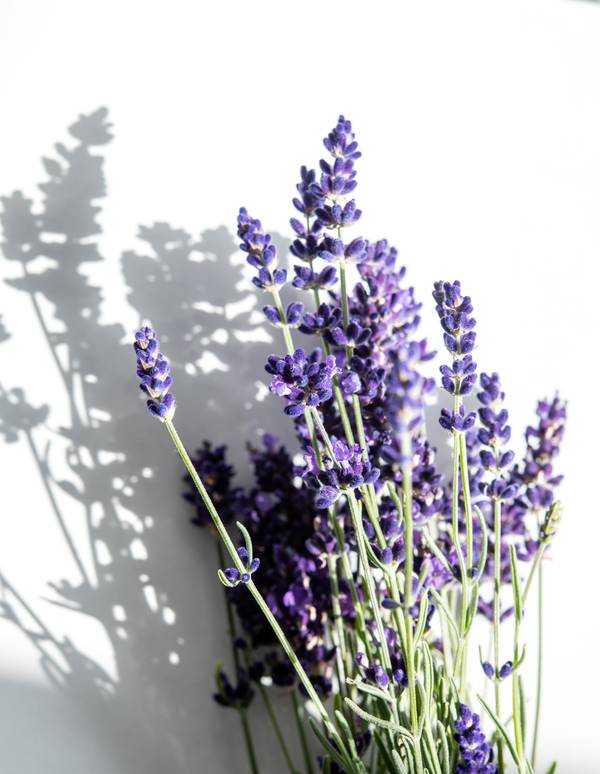 Lavendel