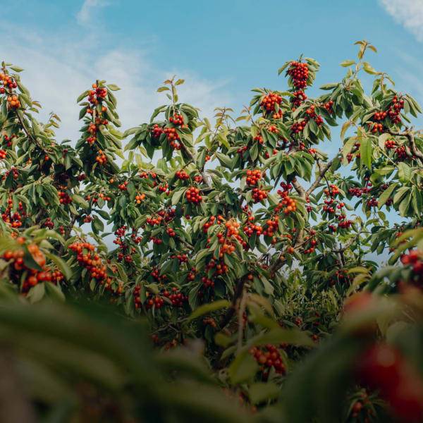 Reis- und Kirschkern-Partikel