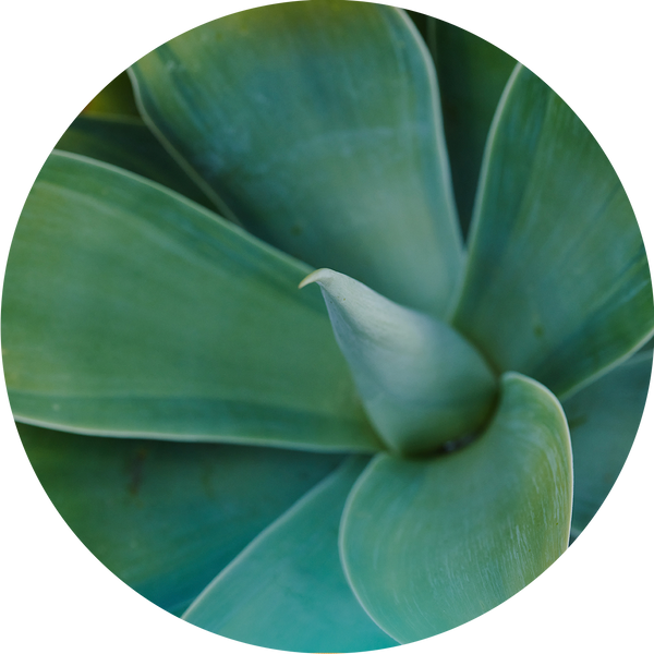 Kinship Models for Sustainable Skincare