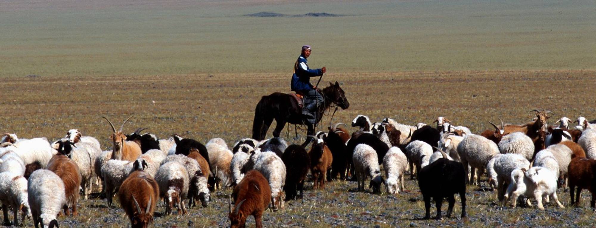 Cashmere: origins and processing