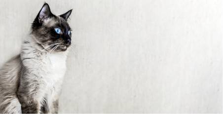 The Vet's Ragdoll Cat Guide: Facts, Care, and Training Tips
