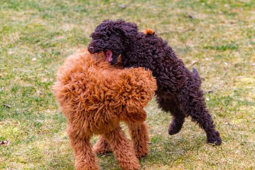 How to Train a Poodle Dog: Expert Tips for Fast Success