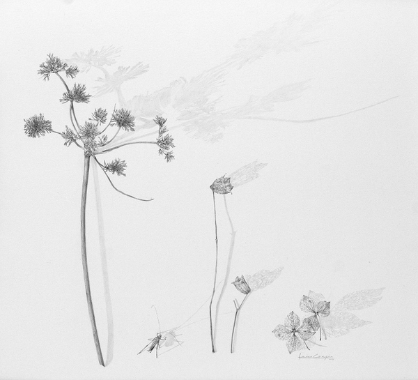 line drawing of plants