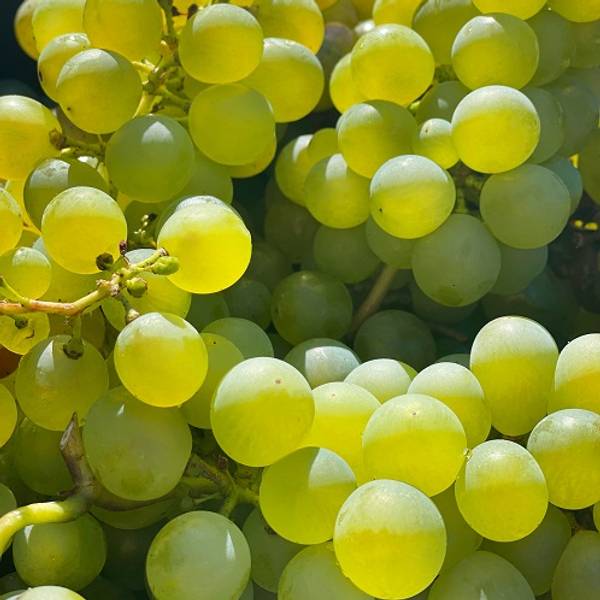 Santorini Grape hautverfeinernde Maske KORRES