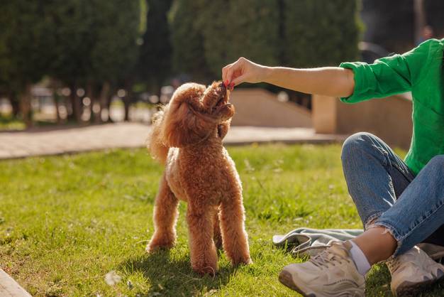How To Train A Toy Poodle Behaviour Tips Backed By Experts Vets Love how-to-train-a-toy-poodle-behaviour-tips-backed-by-experts-vets-love