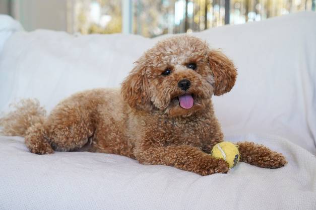 Poodle Mixes: The Perfect Blend of Personality and Poodle Perks Training Tips for Poodle Mixes