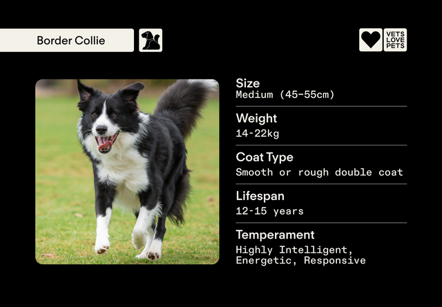 Border Collie Complete Guide: Temperament, Size & Care Tips