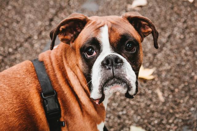 Boxer Guide The Vet’s Guide to Boxers: Facts, Health & Training | Vets Love Pets
