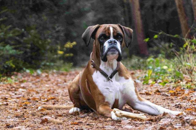 Boxer Guide The Vet’s Guide to Boxers: Facts, Health & Training | Vets Love Pets