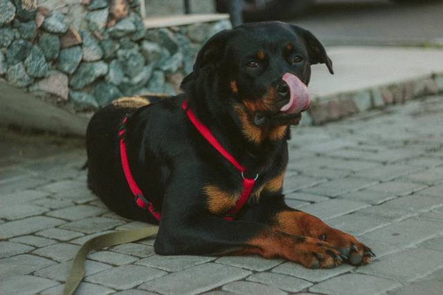 The Vet’s Guide to Rottweilers: Facts, Care, and Training Tips | Vets ...