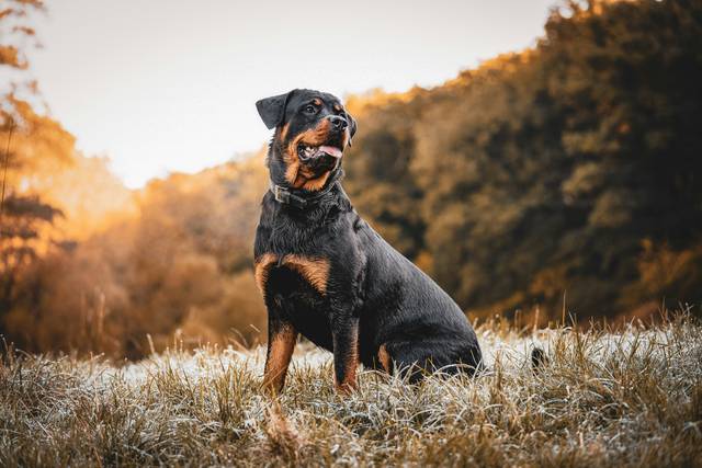 The Vet’s Guide to Rottweilers: Facts, Care, and Training Tips | Vets ...