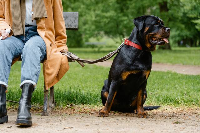 The Vet’s Guide to Rottweilers: Facts, Care, and Training Tips | Vets ...