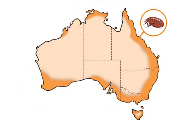 Tick, Flea, and Worm Hotspots: Year-Round Parasite Prevention | Vets ...