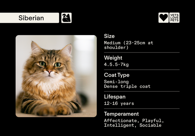 Siberian Cat Health Issues: Essential Care Tips