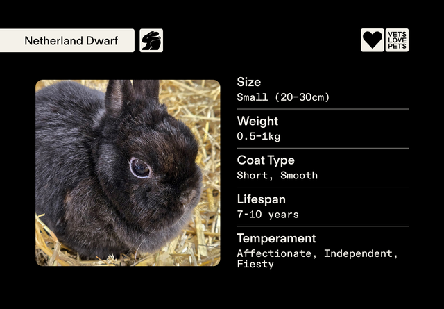 The Vet’s Guide to Netherland Dwarf Rabbits: Facts, Care, and Training ...