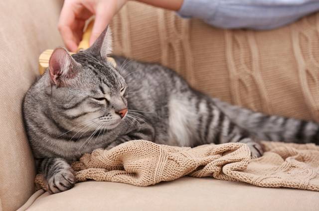 Simple Tips to Mentally Stimulate Your Cat | Vets Love Pets