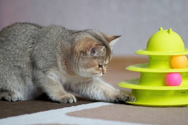 Simple Tips to Mentally Stimulate Your Cat | Vets Love Pets