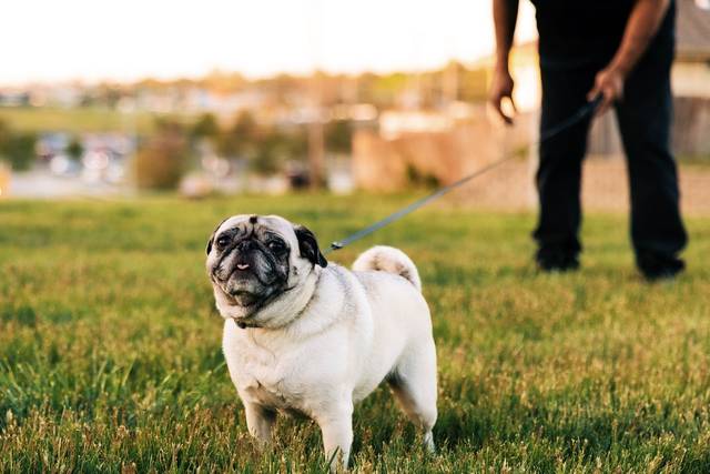 Fema Pug The Vet’s Guide to Pugs: Facts, Care, and Training Tips | Vets Love Pets