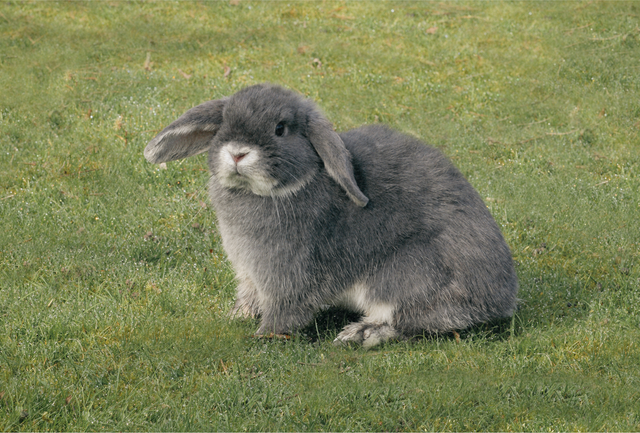 The Vet’s Guide to Mini Lop Rabbits: Facts, Care, and Training Tips ...