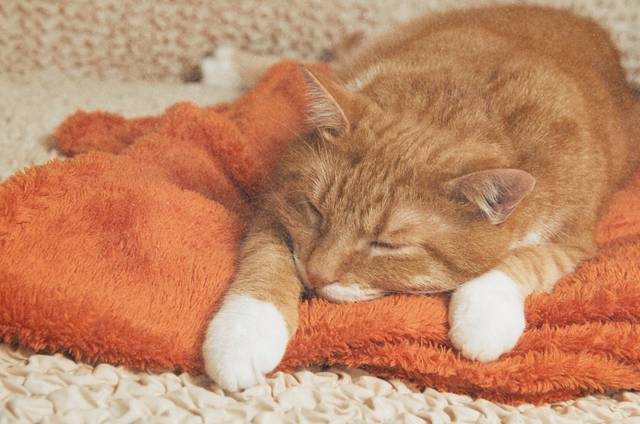 GS441524 | Shaanxi Bloom Tech GS441524 | Shaanxi Bloom Tech