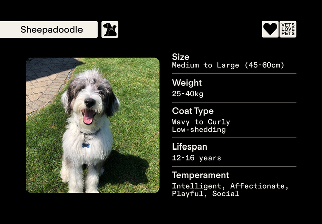 The Vet’s Guide to Sheepadoodles: Facts, Care, and Training Tips – Vets ...