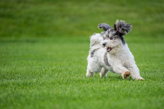 Dog Constipation: Vet Advice on Causes, Care and When to Worry – Vets ...