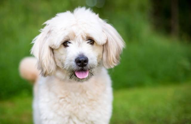 The Vet’s Guide to Pomapoos: Facts, Care, and Training Tips – Vets Love ...