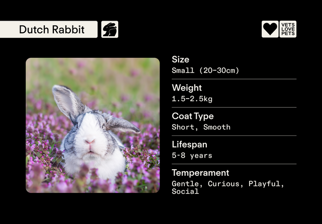The Vet’s Guide to Dutch Rabbits: Facts, Care, and Training Tips | Vets ...