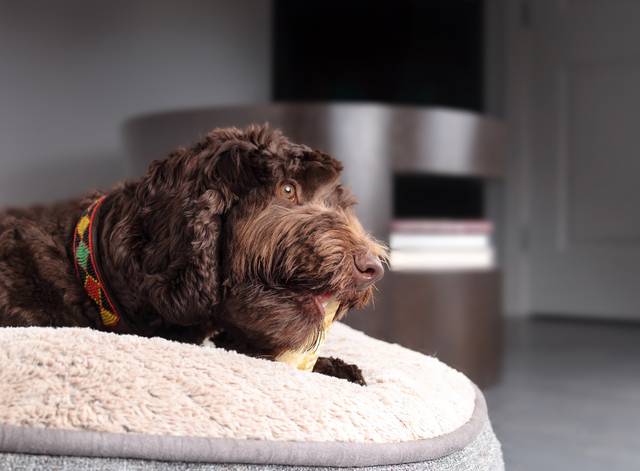 Vet-approved Labradoodle Feeding Guide & Nutrition Tips – Vets Love Pets