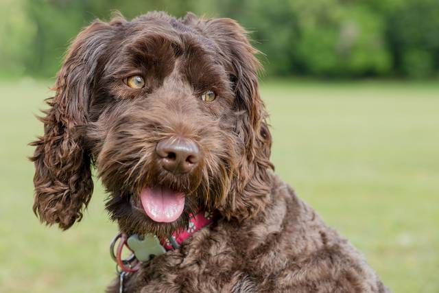 Vet-approved Labradoodle Feeding Guide & Nutrition Tips – Vets Love Pets