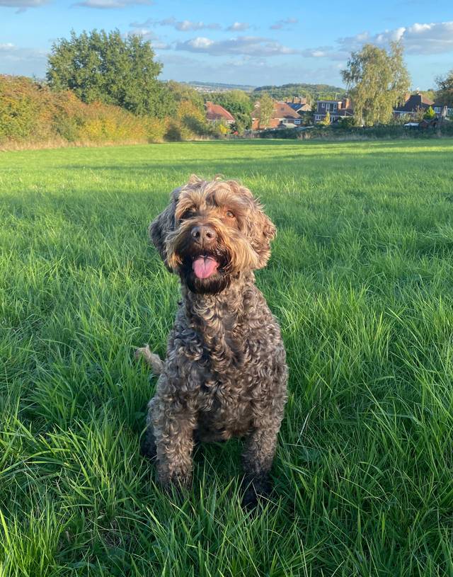 Vet-approved Labradoodle Feeding Guide & Nutrition Tips – Vets Love Pets