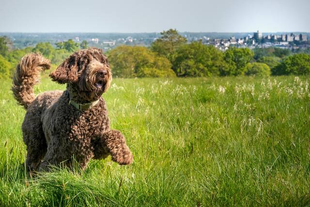 Vet-approved Labradoodle Feeding Guide & Nutrition Tips – Vets Love Pets