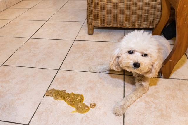 Why Is My Dog Vomiting? A Pet Parent’s Guide to What It Could Mean ...