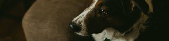 Dog Articles Breed Guides Vet Advice More Vets Love Pets Dog Articles Breed Guides Vet Advice More Vets Love Pets