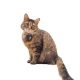 Revolution PLUS for Medium Cats 2.5kg - 5kg