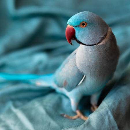 Bainbridge Shredz Cardboard Hangs Bird Toy