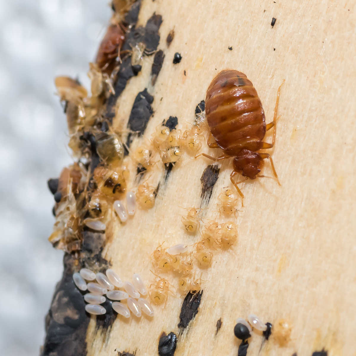 Bed Bug Pro Training Course