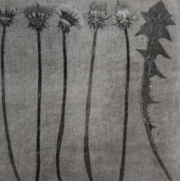 print of dandelion leaves