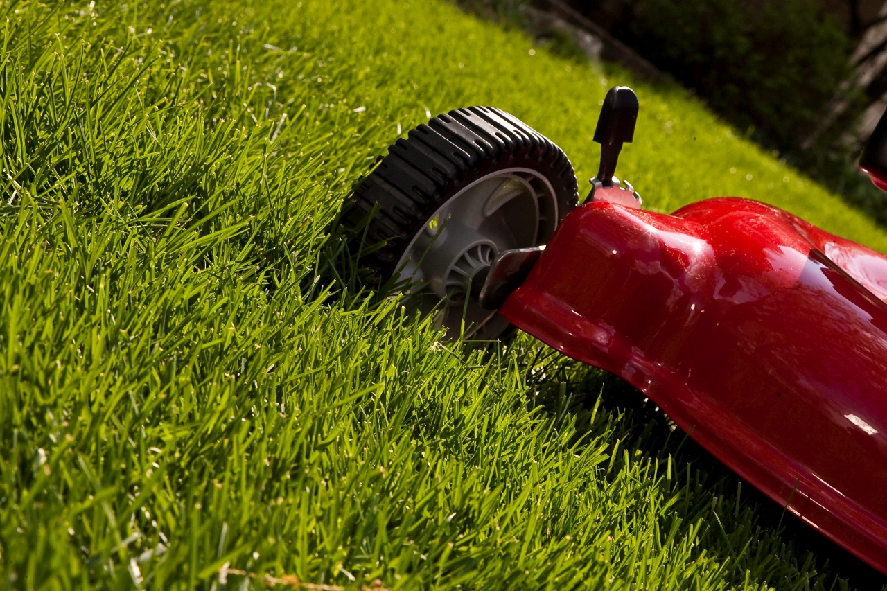 How To Repair Dig Spots On Your Lawn Barkyard