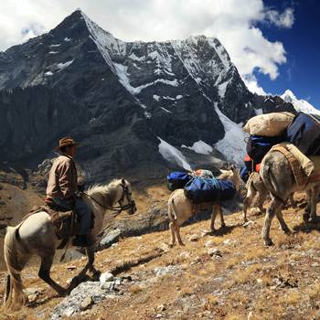 Maca Root farmer leading donkeys in the Peruvian Andes