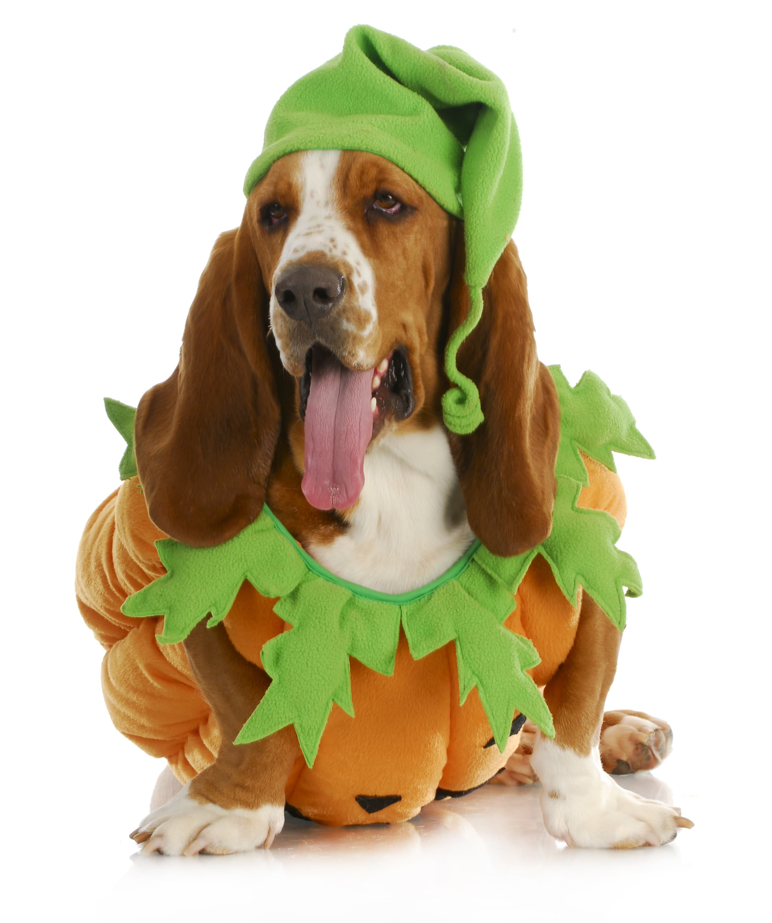 what is the measurement of a basset hound