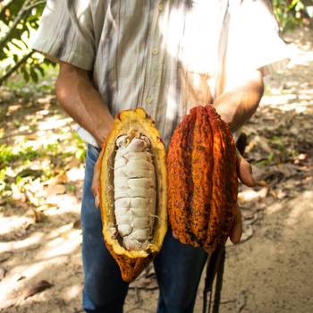 Male farmer holding open cacao pod