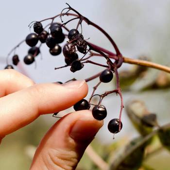 Maqui berry being picked by hand